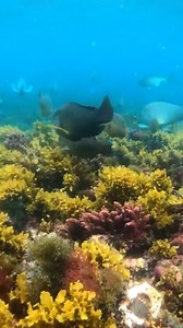 152K views · 10K reactions | Me and Fran go snorkelling! 錄 | Back 2 Basics Adventures | Facebook