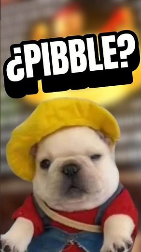 origen de memes: pibble #humor #memes #risa #chiste#el_rincon_de_dark#el_dark#perros#Dogs#ytshorts#A