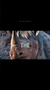 black rhino edit 🦏 #surfsupcali #blackrhino #africa #rhino