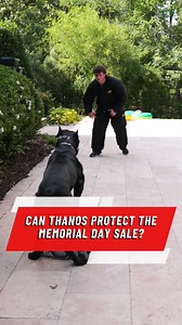 172K views · 3.5K reactions | Protection dogs aren’t cheap, because...