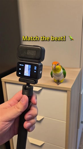 Parrot Nails Every Beat with DJI Osmo Nano