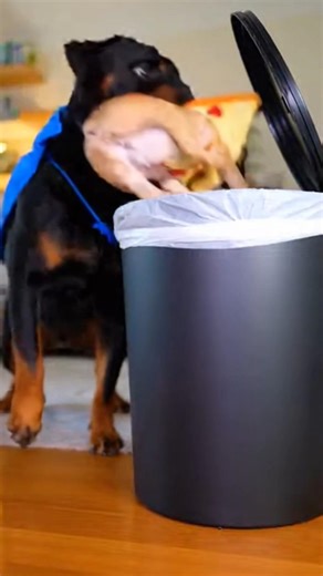 Big dog cheats 😂 throws tiny one in trash & eats all! #SneakyDog #PetDrama #FoodFight