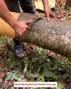 471K views · 763 reactions | Bark Removal From Fresh Tree Log. #WoodWork #LogProcessing | Fun club | Facebook