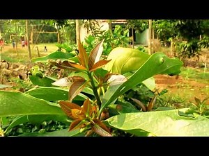 Canon G15 Video Test