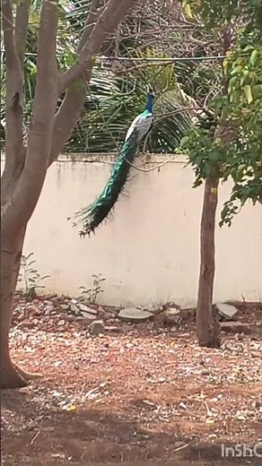 🦚Mesmerizing Peacock Flight: Rare Moments Caught on Camera🦚