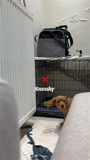 Why is Mum making dolphin sounds? I think I did great! 🐶 #cocker #dog #dogtraining #puppy