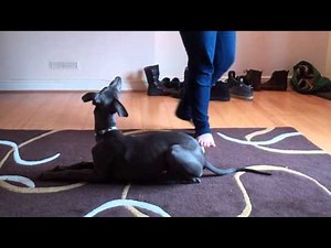 Whippet Training :