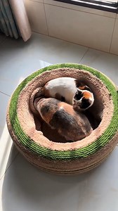 Static electricity cat is preparing to zap you 📹 微笑不一定快乐 | 9GAG Cute