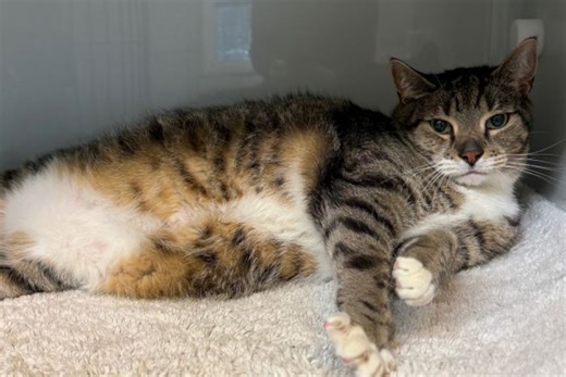 Tierliebe extrem: So retten sie jeden Tag das Leben ihrer Katze