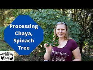 Chaya/Spinach Tree - Growing, Care and Preparing