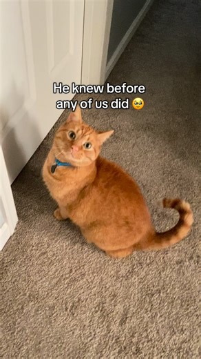 Nala Meets World on Instagram: "He knew first that the cat distribution system works on cats too. So grateful we kept our girl 🥹🩷 #cats #catlovers #orangecats #gingercats #kitten #rescuecats #kittens #catrescue"