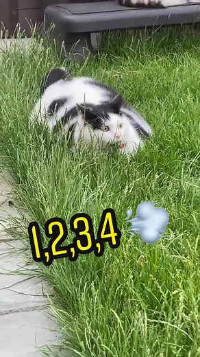 Sara Matthews on TikTok