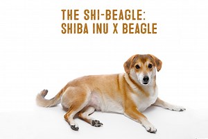 Shiba Inu Beagle Mix – Facts And Information - My First Shiba Inu