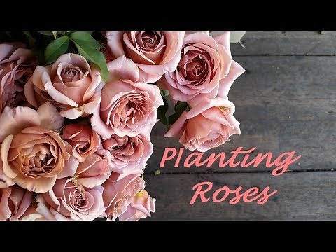 Planting and Growing Roses for Cut Flower Production