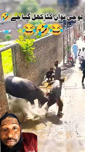 funny cow Short video 🤣 #trending #funny #comedy #viral #cow #reels