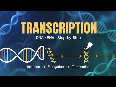 Transcription Explained Step-by-Step | RNA Polymerase, Promoters & Termination | Mootechie