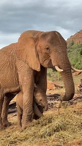 It was raining, but Panda had a plan. The new mum stashed her daughter between her front legs, keeping her safe from the storm. She got to continue snacking, while little Panya stayed nice and dry — and had a lot of fun in the process! Fun fact: Panda’s daughter is named after an animal, too. Panya means ‘mouse’ in Swahili! — We rescued Panda in July 2012, likely an orphan of the poaching epidemic. She was found a stone’s throw from our Voi Reintegration Unit, so she bypassed the Nursery phase a