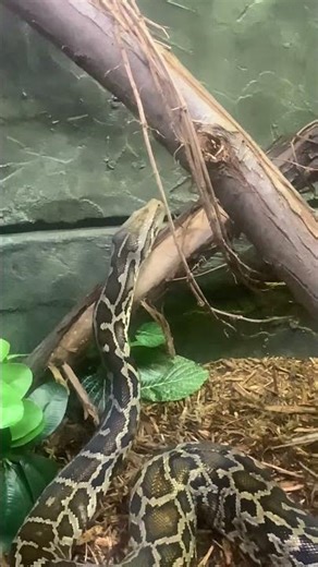 Jblocktv23 Burmese Carpet Python 🐍