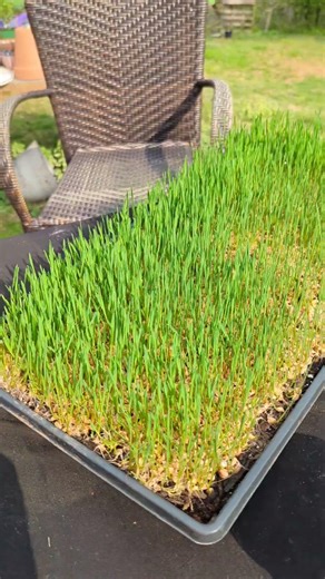 Growing wheatgrass. 4 days from sprouting