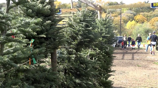 'It could be pretty catastrophic' | How to protect your home from a Christmas tree fire