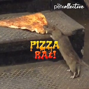 7 years ago today, Pizza Rat rose to stardom! 🍕💕🐀 Now we party! 🎉 Happy 7th Annual Pizza Rat Day Extravaganza! ✨🍕#NYC #Pizza #NewYorkCity #PizzaRat #PizzaRatDay | The Pet Collective