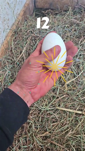 Leave It To BLU! #WhittAcres #enjoynaturetoday #homesteadinglife