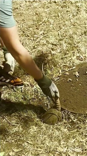 Innocent Armadillo Rescued ❤️ Real Wildlife Saving