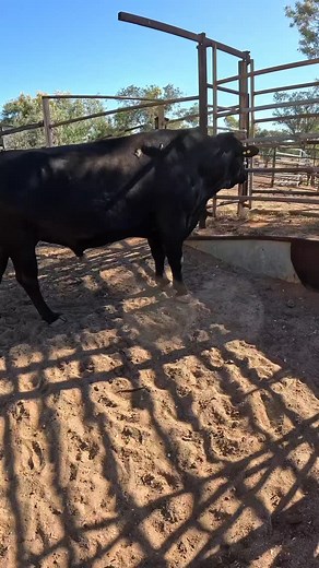 POV - you're used to working with goats, but now have to shift a stinky bull around, who's actually quite nice, you're just a scaredy cat 😂 | Life at Leander