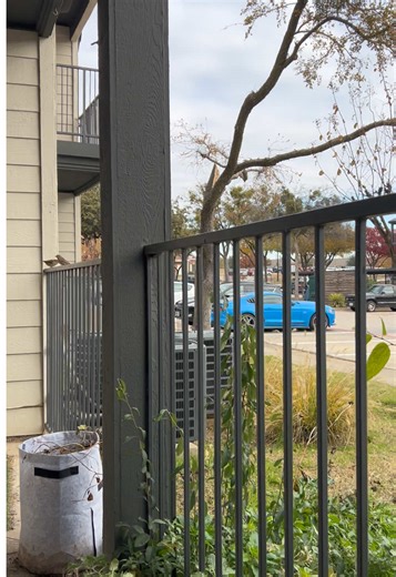 One of the best parts of my day. #birds #birdsoftiktok #cuteanimals #nature #wildlife