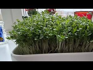How to Make Sabzeh for Nowruz Persian New year with Cress - How to grow cress fast and easy
