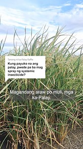 34K views · 468 reactions | PWEDE pa nga ba ang mag-spray ng insecticide kung nakayuko na ang palay? 樂 Panoorin po natin sa video, mga ka-Palay. #RCEFExtensionProgram #RICEFARMING #pestmanagement #sagotniexpert #SupportOurRiceFarmers #BetterRiceCommunities | RCEF Extension Program | Facebook