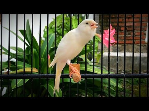 The Best Canary Training Techniques to Boost Your Canary Singing Skills