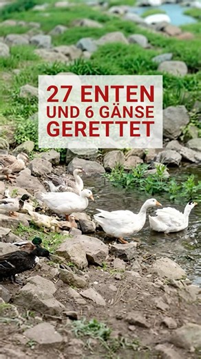 27 Enten und Gänse gerettet