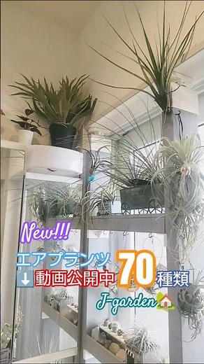 ⬆️【🔴動画公開中】70種類!!!エアプランツ品種紹介 J-garden🏡 #shorts #エアプランツ #観葉植物 #plants #nature