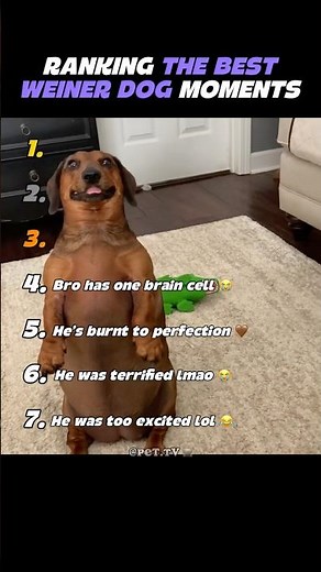 Ranking the Best Wiener Dog Moments Ever 🐶😭#shorts