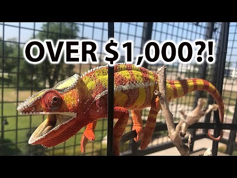 How much does a chameleon cost?