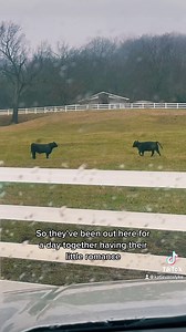 837K views · 10K reactions | Young Bovine Love❤️ | Katie Van Slyke | Facebook