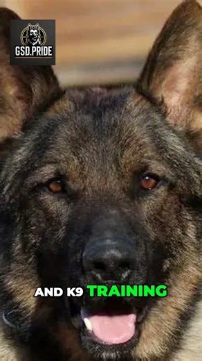 Volodymyr Pylypyak | Czech Working Line German Shepherd Originally bred for border patrol and police work in former Czechoslovakia. Known for strong nerves,... | Instagram