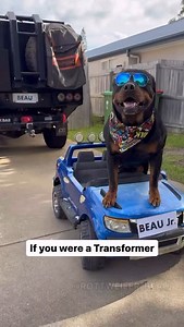 Where are all my koalas at? 🐨♥️😏 Day 5/7 of stealing yo girl! @beauandbarneyy Voice Over: Our good mate @officialbaddaddy 😎 . . . . . . . #funnydogs #funnydogvideos #cutedogsofig #rottweiler #rottweilerpuppy #rottweilerlove #rottweilerworld #rizz | Rottweiler Beau
