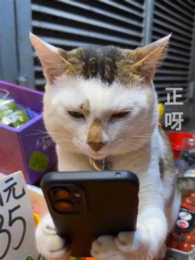 寶寶心虛.....長腿美女 #寶寶 | Wai Ng