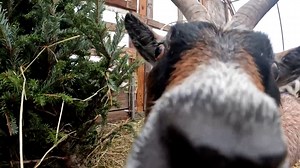 Don’t know what to do with your Christmas tree? These hungry goats do