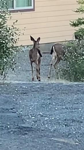 “Mama & Baby Deer Together 🐾💖” #Deer #Fawn #BabyDeer #WildlifeShorts #NatureShorts #DeerShorts