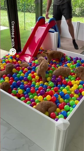 Puppies EXPLODE in a GIANT Ball Pit! Cuteness Overload!