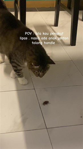 Cats vs. Flying Cockroach: A Hilarious POV Encounter