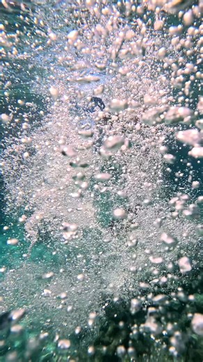 Curaçao Sea Aquarium Park on Instagram: "This is what the most unique snorkeling experience in Curaçao looks like. Nowhere else can you come this close to Stingrays, Goliath Groupers, Tarpons and even Sharks. Animal Encounters at Curaçao Sea Aquarium needs to be on your bucket list!"