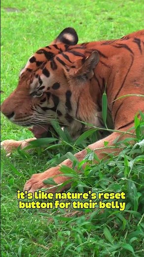 Why Do Tigers Puke Like THAT?!