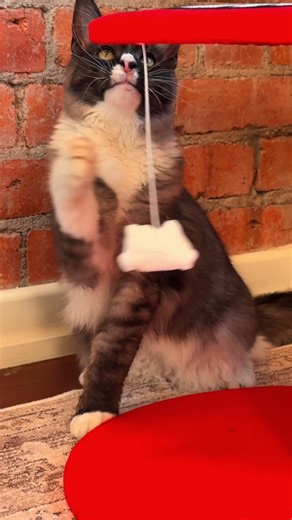 42K views · 147 reactions | They’ll love it just as much as you do  Shop our Hello Kitty range for your fur babies, starting from just $12! | Kmart Australia | Facebook