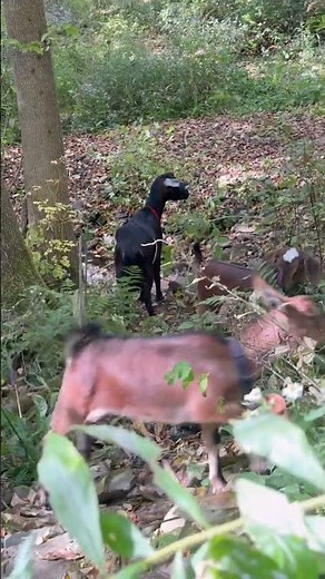 Next-Level Wildlife Reveals: My New DIY Trail Camera Setup Showcase #wildlifephotography #DIYcamera