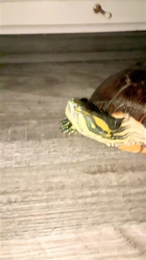 TURTLE #music #beats #dance #fypシ゚viral #turtle