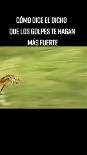 Tiger vs Cow: A Wild Outdoor Encounter